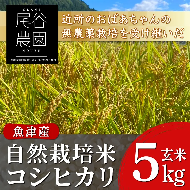 【早期予約】【令和8年度産米】尾谷農園 自然栽培米コシヒカリ 玄米5kg ※2026年10月～発送