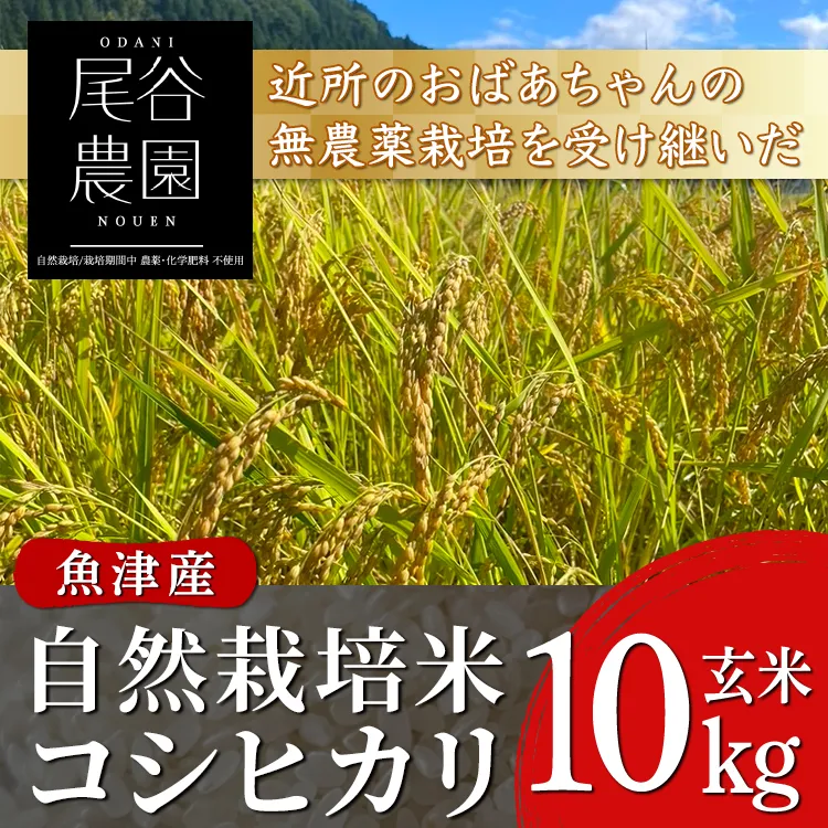 【早期予約】【3ヶ月定期便】【令和8年度産米】尾谷農園 自然栽培米コシヒカリ 玄米10kg ※2026年10月～発送