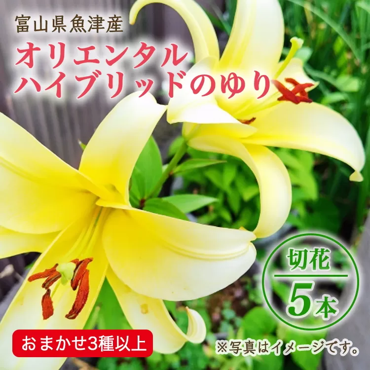 【早期予約】長引野丘陵 花の里 オリエンタルハイブリッド｜ゆり 切花 ※北海道・沖縄・離島への配送不可 ※2025年6月下旬～7月中旬頃に順次発送予定