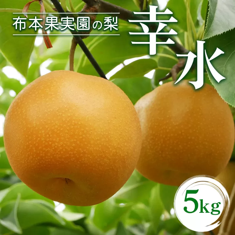【早期予約】布本果実園の梨「幸水」5kg｜ ナシ 果物 フルーツ デザート 食後 おやつ 富山県産 魚津市産 産地直送 ※北海道・沖縄・離島への配送不可 ※2024年8月下旬頃に順次発送予定