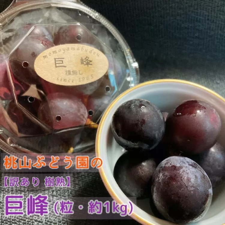 【訳あり】樹熟の巨峰 約1kg（粒・パック入り）｜フルーツ 果物 ブドウ　※北海道・沖縄・離島への配送不可　※2025年9月中旬頃より順次発送予定