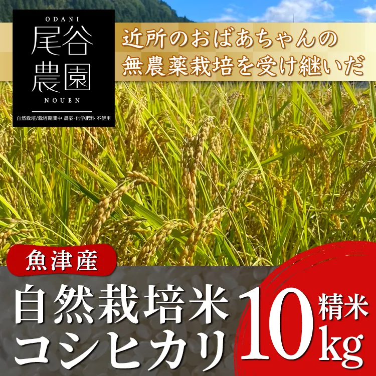【早期予約】【令和8年度産米】尾谷農園 自然栽培米コシヒカリ 精米10kg ※2026年10月～発送