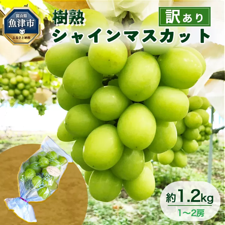 訳あり シャインマスカット 約1.2kg 樹熟 1～2房 ｜ 富山県産 マスカット ぶどう ブドウ 葡萄 ※北海道・沖縄・離島への配送不可 ※2025年10月上旬～12月下旬頃に順次発送予定
