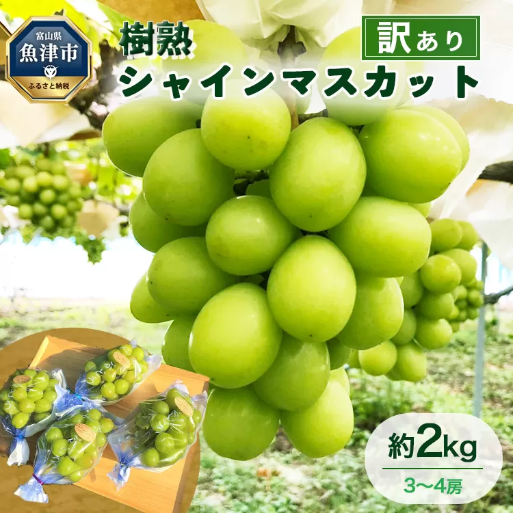 訳あり シャインマスカット 約2kg 樹熟 3～4房 ｜ 富山県産 マスカット ぶどう ブドウ 葡萄 ※北海道・沖縄・離島への配送不可 ※2025年10月上旬～12月下旬頃に順次発送予定