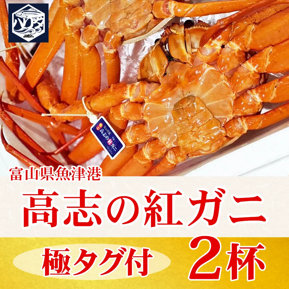 【冷蔵】自社漁船直送！高志の紅ガニ 極上タグ付×2ハイセット ※2026年9月～発送