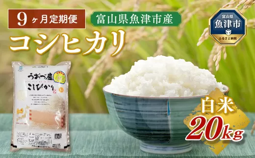 【令和7年度米】【9ヶ月定期便】富山県 うおづ産米「コシヒカリ」20kg(5kg×4袋)(精米)|9ヶ月定期便 9回 9ヶ月 こしひかり こめ コメ お米 おこめ 白米 精米 雪解け水 香り うまみ あまみ 冷めても 美味しい おにぎり お弁当 高品質 魚津市 ※北海道・沖縄・離島への配送不可