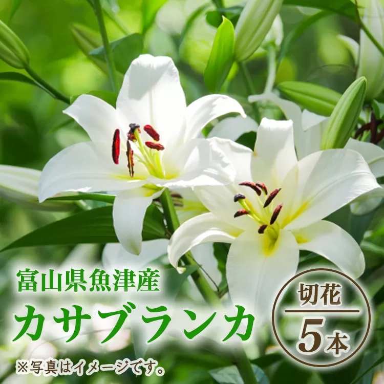 【早期予約】長引野丘陵 花の里 カサブランカ｜ゆり 切花 ※北海道・沖縄・離島への配送不可 ※2025年6月下旬～7月中旬頃に順次発送予定