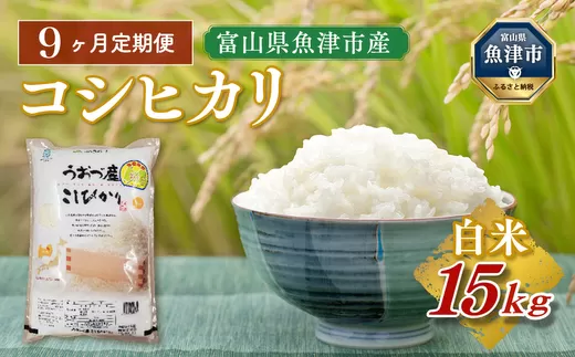 【令和7年度米】【9ヶ月定期便】富山県 うおづ産米「コシヒカリ」15kg(5kg×3袋)(精米)|9ヶ月定期便 9回 9ヶ月 こしひかり こめ コメ お米 おこめ 白米 精米 雪解け水 香り うまみ あまみ 冷めても 美味しい おにぎり お弁当 高品質 魚津市 ※北海道・沖縄・離島への配送不可