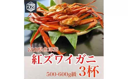 カニ 魚卸問屋のベニズワイガニ 500〜600g 3杯 セット 蟹 かに 紅ズワイガニ はりたや ※2024年12月上旬～2025年5月下旬頃に順次発送予定 ※北海道・沖縄・離島への配送不可