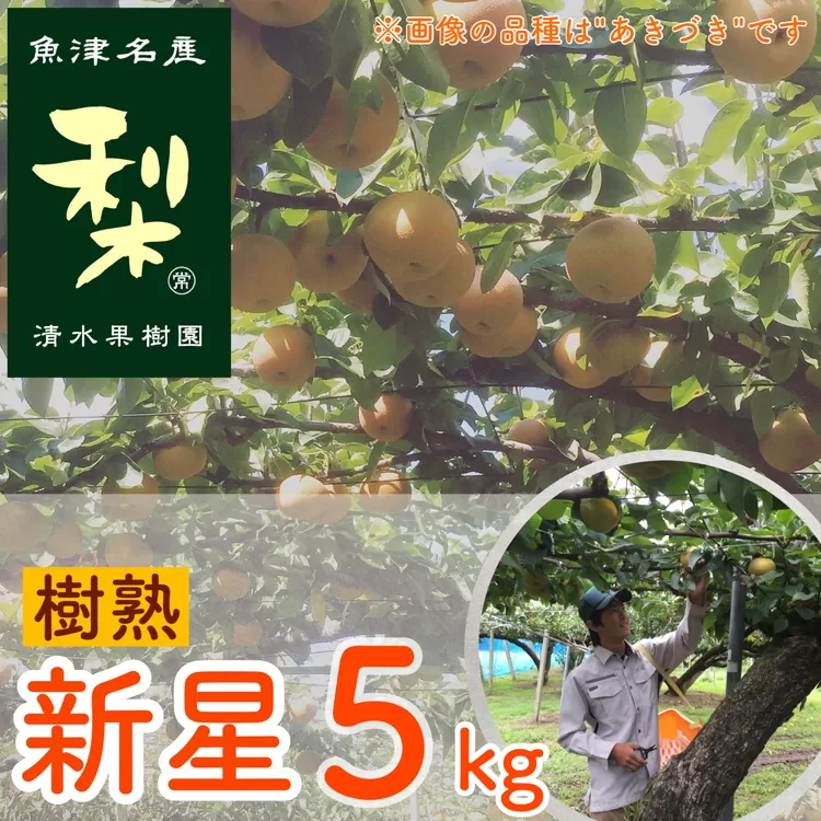 【早期予約】清水果樹園の梨「樹熟の新星」5kg｜フルーツ なし 梨 ナシ 果物 酸味が少ない ※北海道・沖縄・離島への配送不可 ※2024年9月中旬頃より順次発送予定