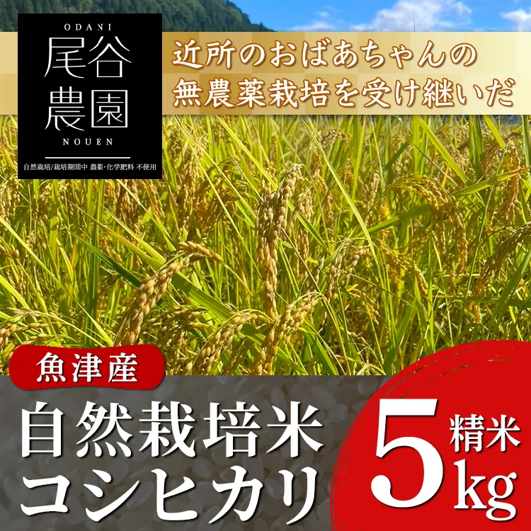 【早期予約】【9ヶ月定期便】【令和8年度産米】尾谷農園 自然栽培米コシヒカリ 精米5kg ※2026年10月～発送
