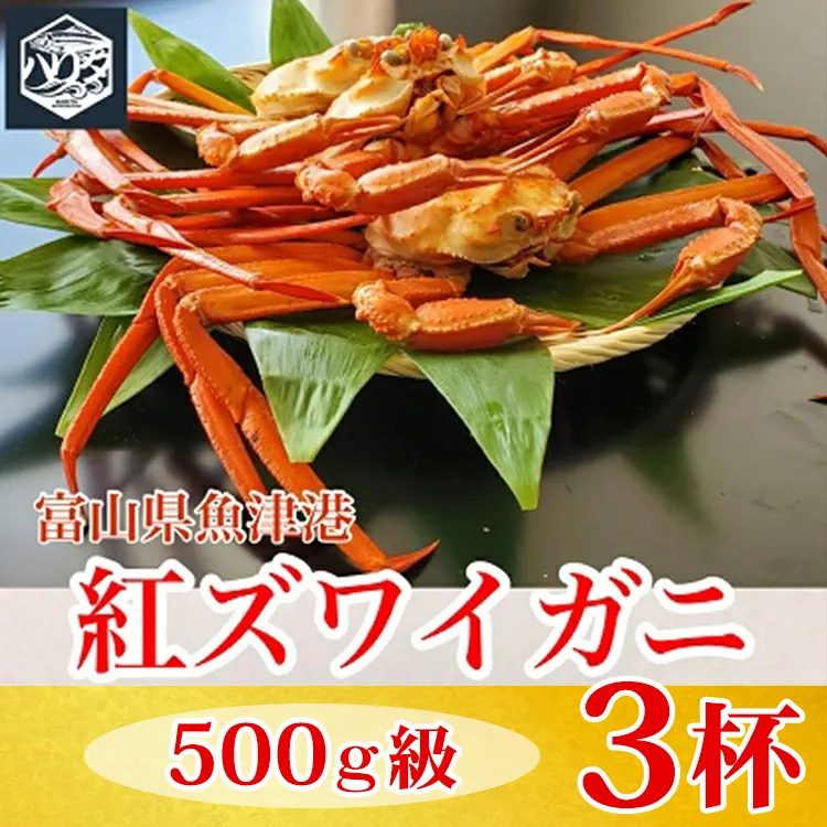 【冷蔵】自社漁船直送！魚卸問屋の紅ズワイガニ 500g級×3ハイセット ※2026年9月～発送
