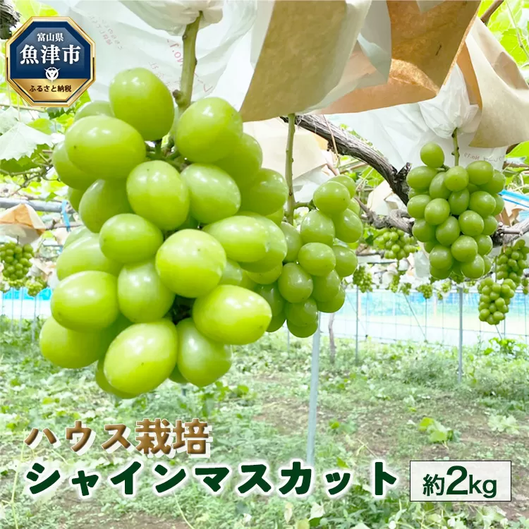 桃山ぶどう園のシャインマスカット約2kg（ハウス栽培）｜フルーツ 果物　※北海道・沖縄・離島への配送不可　※2025年9月中旬頃より順次発送予定