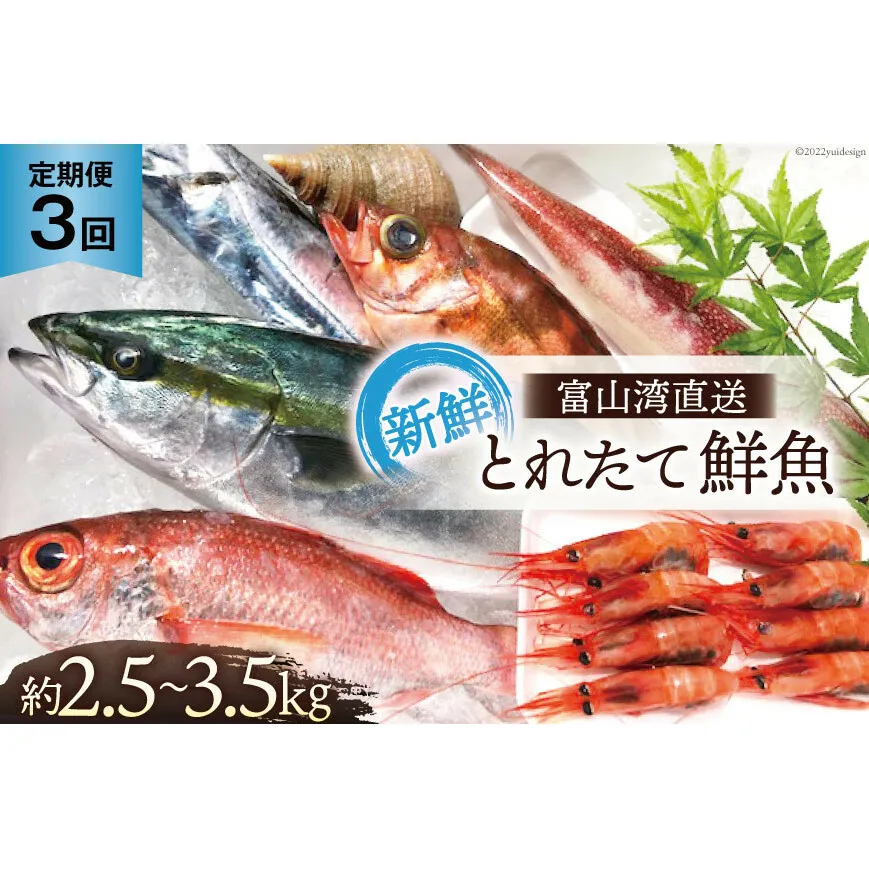 定期便 魚 富山湾直送 とれたて鮮魚セット 約2.5～3.5kg×3回 旬 新鮮 鮮魚 詰め合わせ 産地直送 冷蔵 / くろべ漁業協同組合 魚の駅「生地」/ 富山県 黒部市 地魚 お楽しみ 魚介 魚介類 