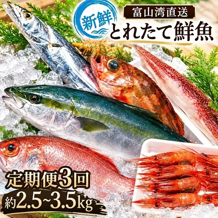 定期便 魚 富山湾直送 とれたて鮮魚セット 約2.5～3.5kg×3回 旬 新鮮 鮮魚 詰め合わせ 産地直送 冷蔵 / くろべ漁業協同組合 魚の駅「生地」/ 富山県 黒部市 地魚 お楽しみ 魚介 魚介類 
