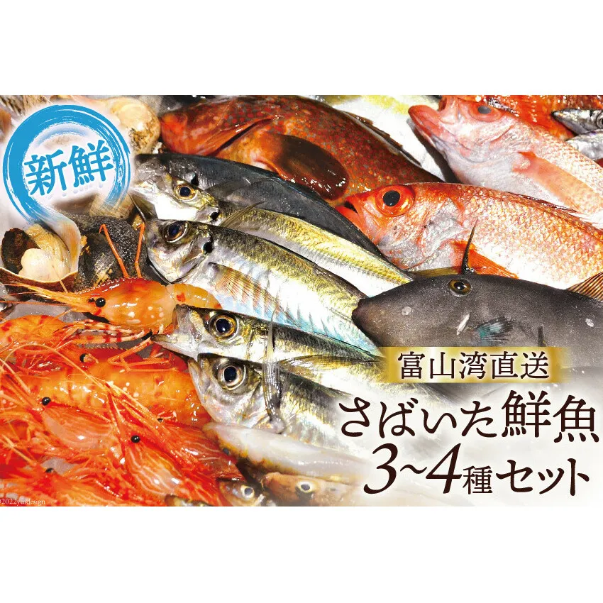 魚 富山湾直送 さばいた鮮魚セット 3～4種 旬 新鮮 鮮魚 刺身 詰め合わせ 産地直送 冷蔵/くろべ漁業協同組合 魚の駅「生地」/富山県 黒部市 海鮮 魚介類 魚介 