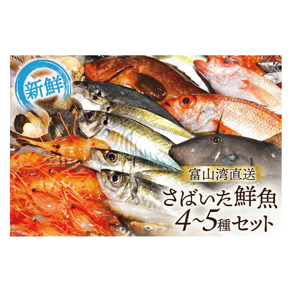 魚 富山湾直送 さばいた鮮魚セット 4～5種 旬 新鮮 鮮魚 刺身 詰め合わせ 産地直送 冷蔵/くろべ漁業協同組合 魚の駅「生地」/富山県 黒部市 海鮮 魚介類 魚介 