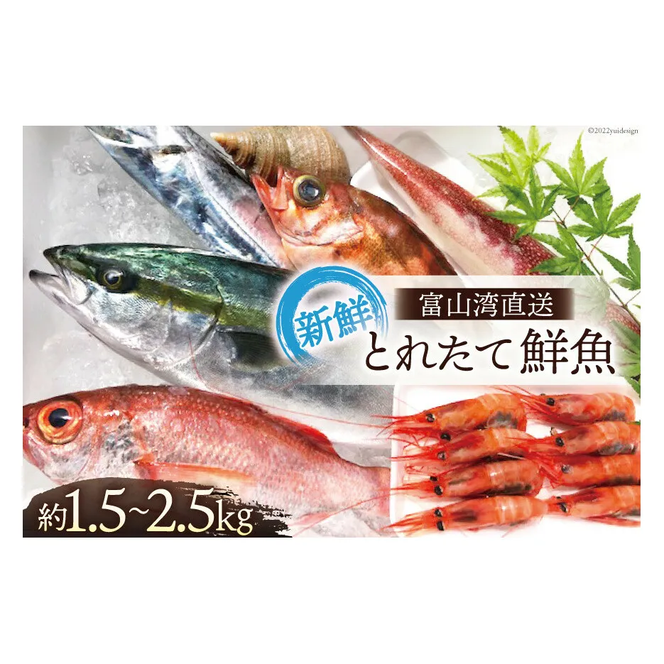 魚 富山湾直送 とれたて鮮魚セット 約1.5～2.5kg 旬 新鮮 鮮魚 詰め合わせ 産地直送 冷蔵/くろべ漁業協同組合 魚の駅「生地」/富山県 黒部市 海鮮 魚介類 魚介 