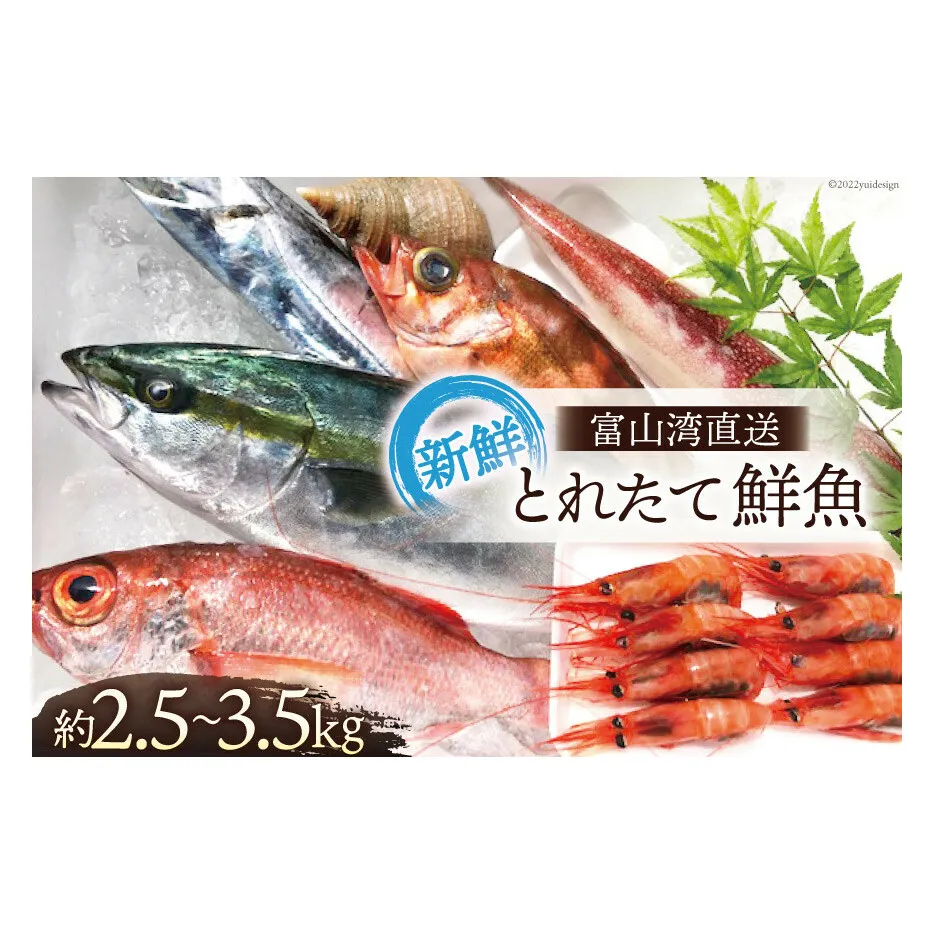 魚 富山湾直送 とれたて鮮魚セット 約2.5～3.5kg 旬 新鮮 鮮魚 詰め合わせ 産地直送 冷蔵/くろべ漁業協同組合 魚の駅「生地」/富山県 黒部市 海鮮 魚介類 魚介 