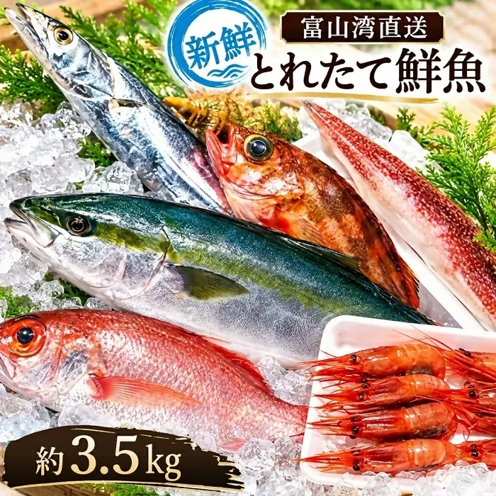 魚 富山湾直送 とれたて鮮魚セット 約3.5kg 旬 新鮮 鮮魚 詰め合わせ 産地直送 冷蔵/くろべ漁業協同組合 魚の駅「生地」/富山県 黒部市 海鮮 魚介類 魚介 
