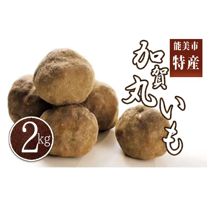 能美市産 加賀丸いも 2kg 野菜 芋 