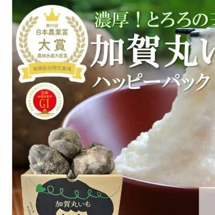 【日本農業賞大賞】加賀丸いもハッピーパック２ｋｇ（３～６個） 野菜 