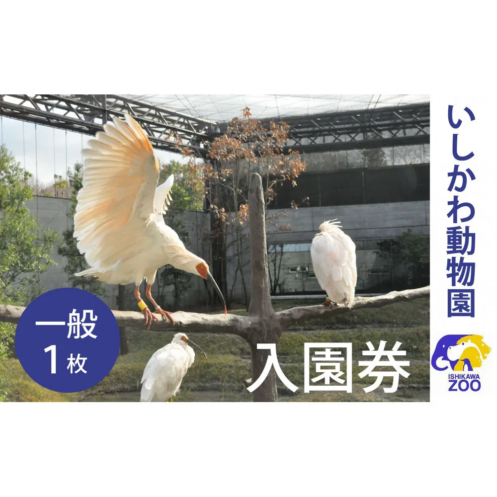 チケット いしかわ動物園入園券(一般)石川県 能美市