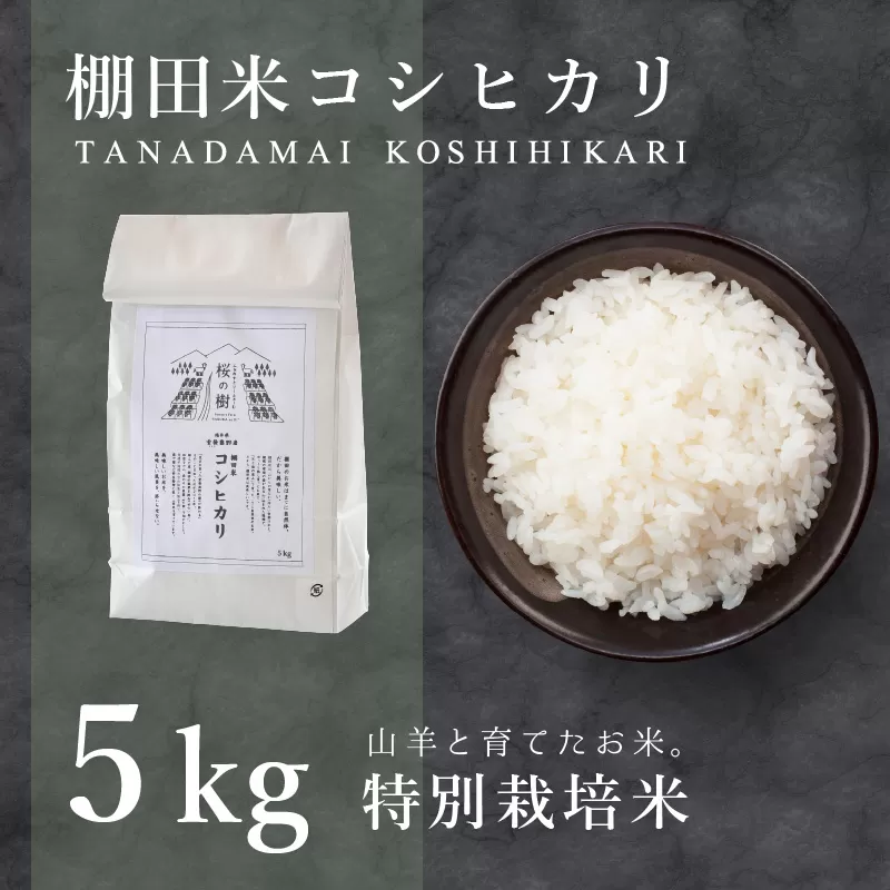 令和7年産 福井県産 特別栽培米 『コシヒカリ』5kg (単一原料米) ＜数量限定＞[003-a001-A]【敦賀市ふるさと納税】