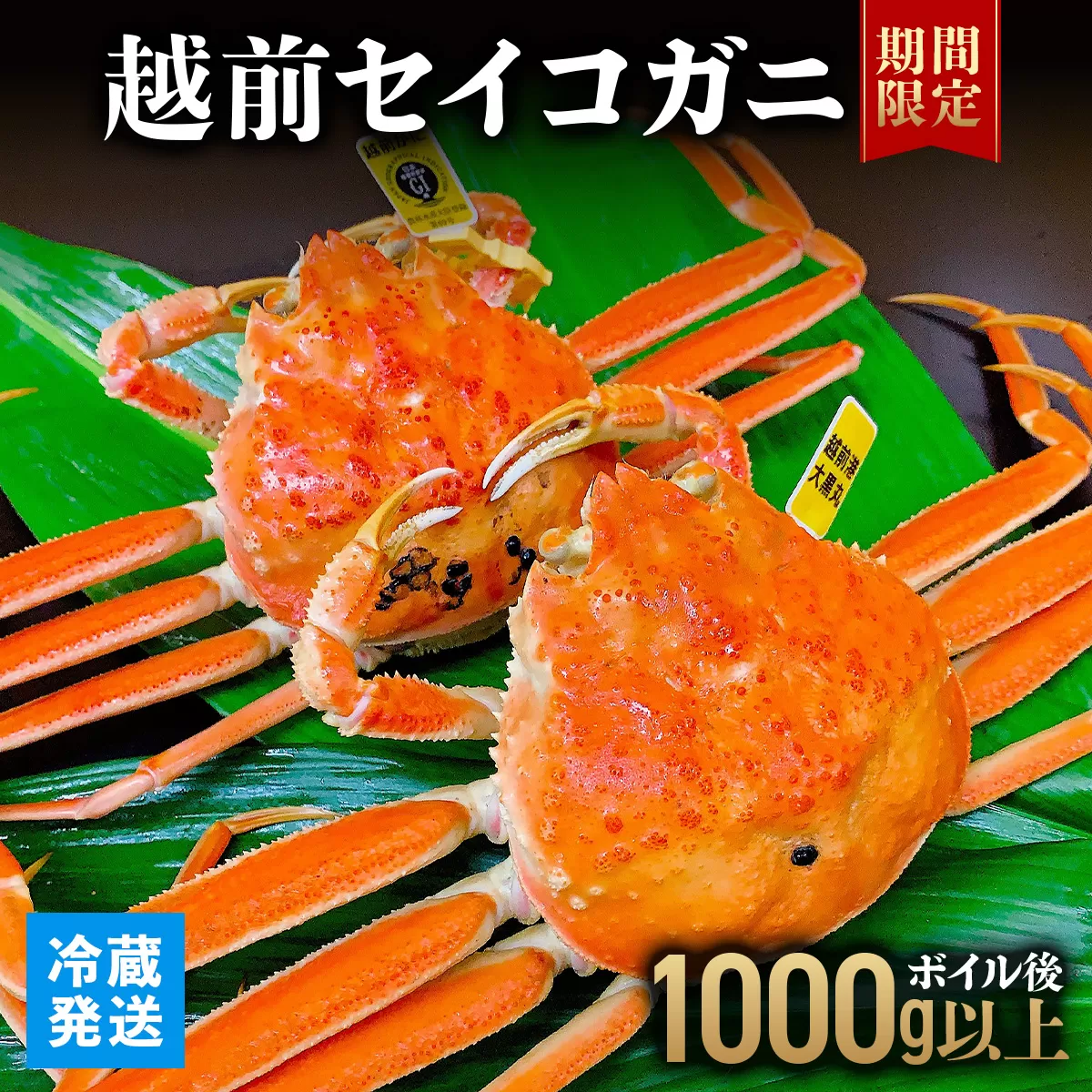 越前セイコガニ 　ボイル後1,000g以上 (ボイル前1,150g前後) 冷蔵 お届け時期：11月10日以降順次発送 [090-a016]【敦賀市ふるさと納税】