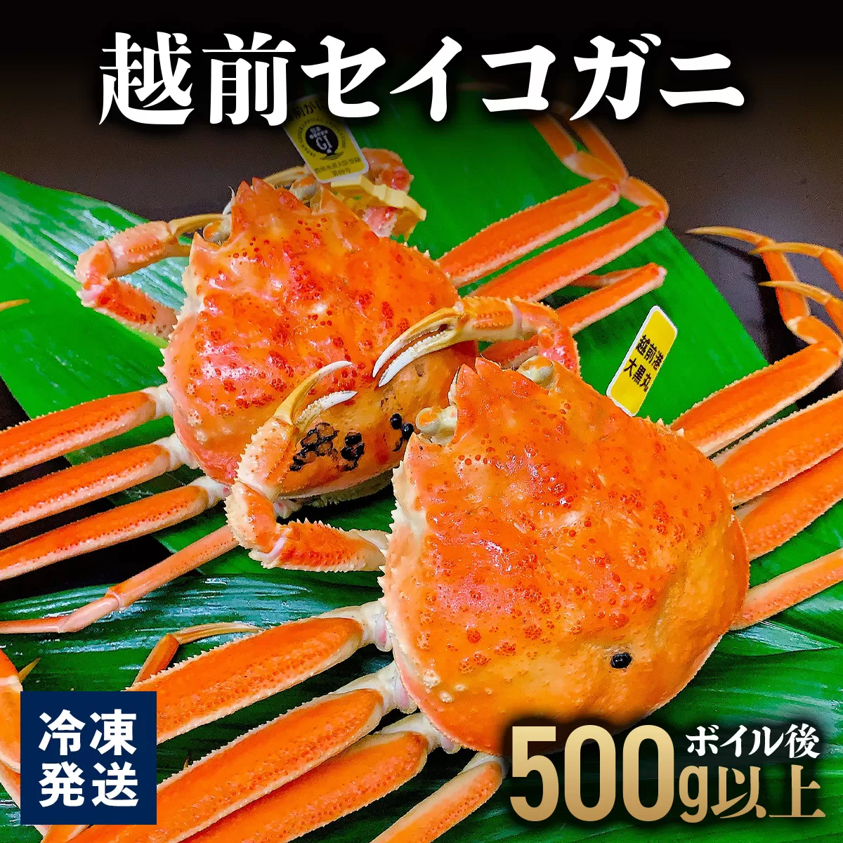 越前セイコガニ ボイル後500g以上 (ボイル前600g前後) 冷凍 お届け時期:11月10日以降順次発送[090-a017][敦賀市ふるさと納税]