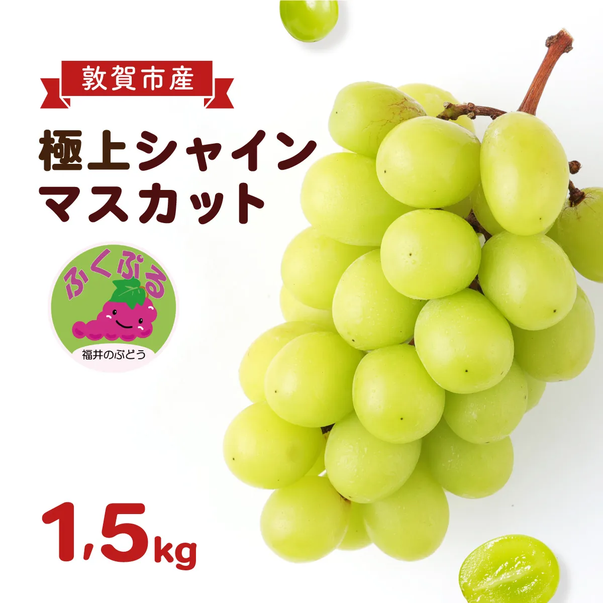 シャインマスカット 「ふくぷる」 1.5kg 敦賀市産  生産者直送！ 福井の ブランドぶどう 【マスカット ぶどう ブドウ 葡萄 旬 フルーツ 果物 くだもの 果実 大粒 種なし 人気 訳あり お中元 ギフト 贈り物 贈答 】[003-a203]