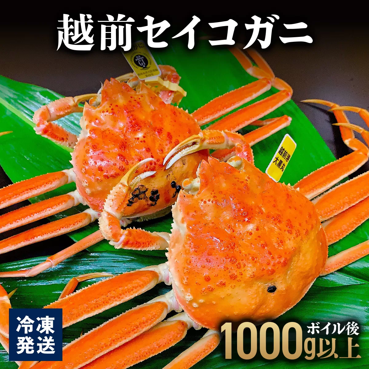 越前セイコガニ 　ボイル後1,000g以上 (ボイル前1,150g前後)  冷凍 お届け時期：11月10日以降順次発送[090-a018]【敦賀市ふるさと納税】