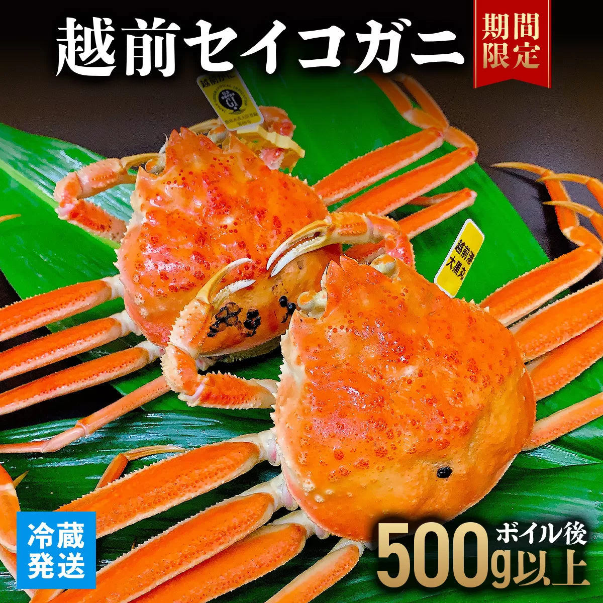 越前セイコガニ 　ボイル後500g以上 (ボイル前600g前後) 冷蔵 お届け時期：11月10日以降順次発送 [090-a015]【敦賀市ふるさと納税】