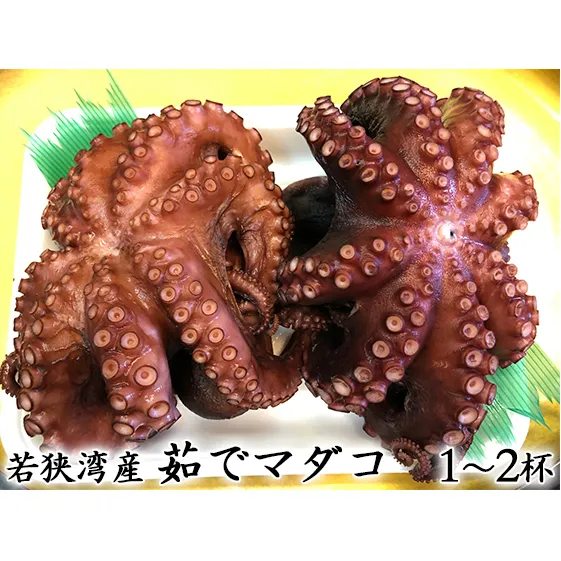 若狭湾産 茹で天然マダコ（1～2杯 約1.3kg～1.5kg）冷蔵でお届け 魚貝類 タコ 蛸 たこ 真蛸 
