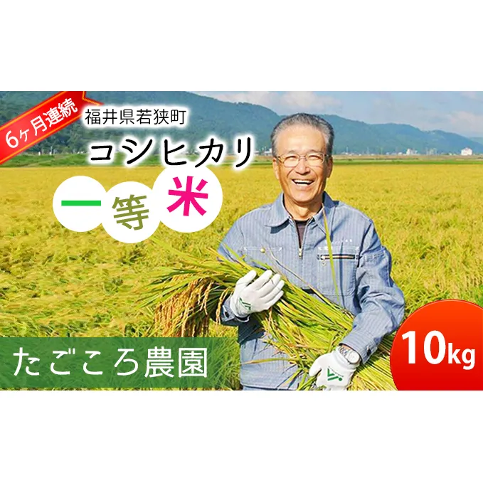 【6ケ月連続お届け】令和6年度産 新米 先行予約 コシヒカリ 10kg 一等米 米 お米 おこめ こめ コメ 白米 精米 ご飯 ごはん たごころ農園 福井県 福井 雑炊 新鮮 産地直送 福井県産 