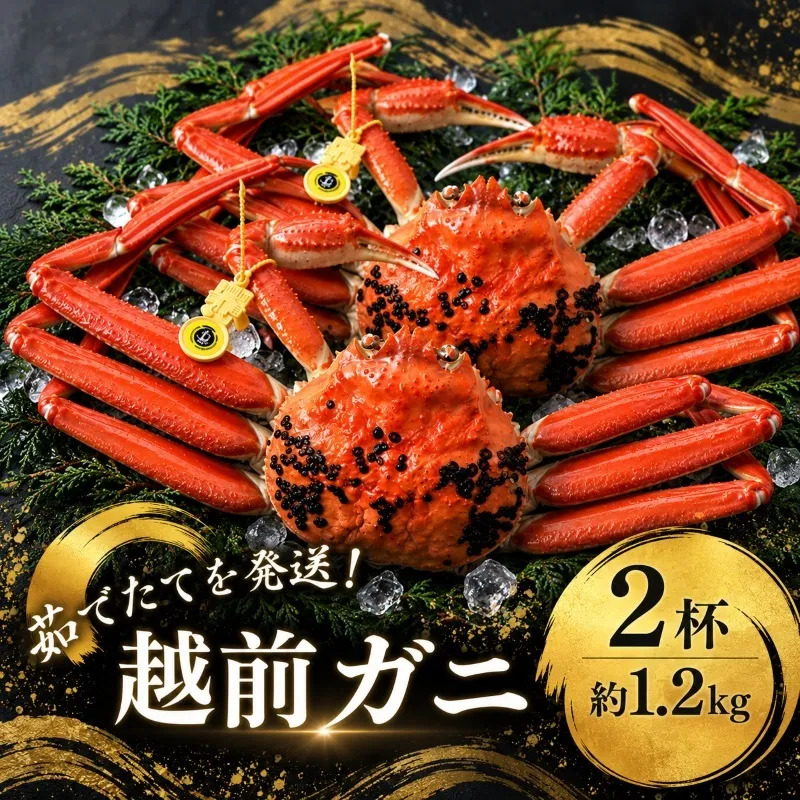 期間限定 茹で 越前ガニ 約1.2kg 2杯 食通もうなる本場の味をぜひ、ご堪能ください 越前かに 蟹 カニ かに ボイルカニ ポーション ズワイガニ 海鮮 限定 福井 福井県 若狭町