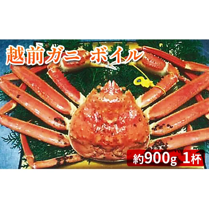 越前ガニ ボイル 約900g ズワイガニ かに 海鮮 海産物 海の幸 魚介 魚介類 越前かに 越前カニ 越前がに ずわいがに ずわい蟹 カニ 蟹 ボイルガニ 冷蔵 冷蔵配送 福井県 福井 若狭町 若狭