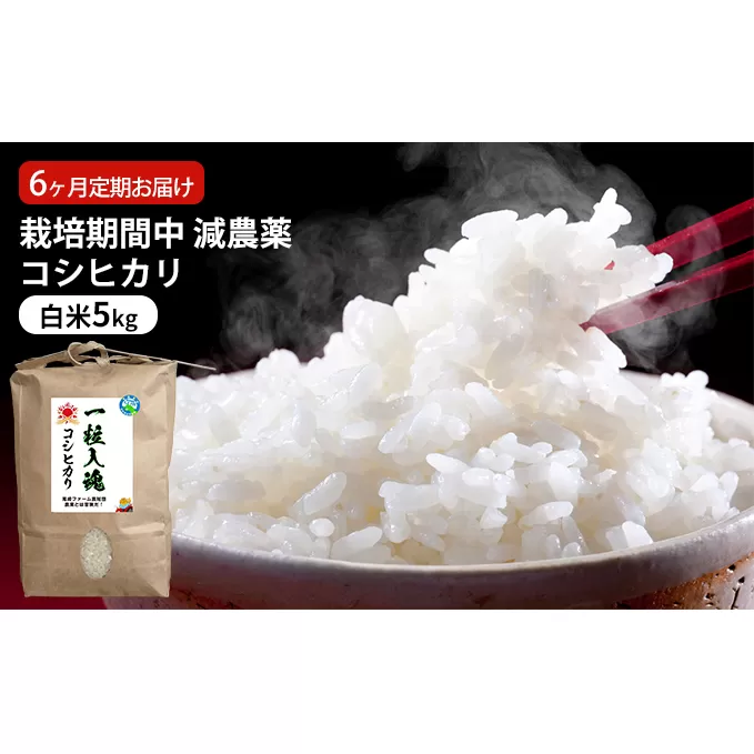 栽培期間中 減農薬コシヒカリ 白米5kg 6ヶ月定期お届け  お米ブランド米 精米 ご飯 おにぎり お弁当 和食 福井県認証特別栽培米 粘り 香り 旨み つや 