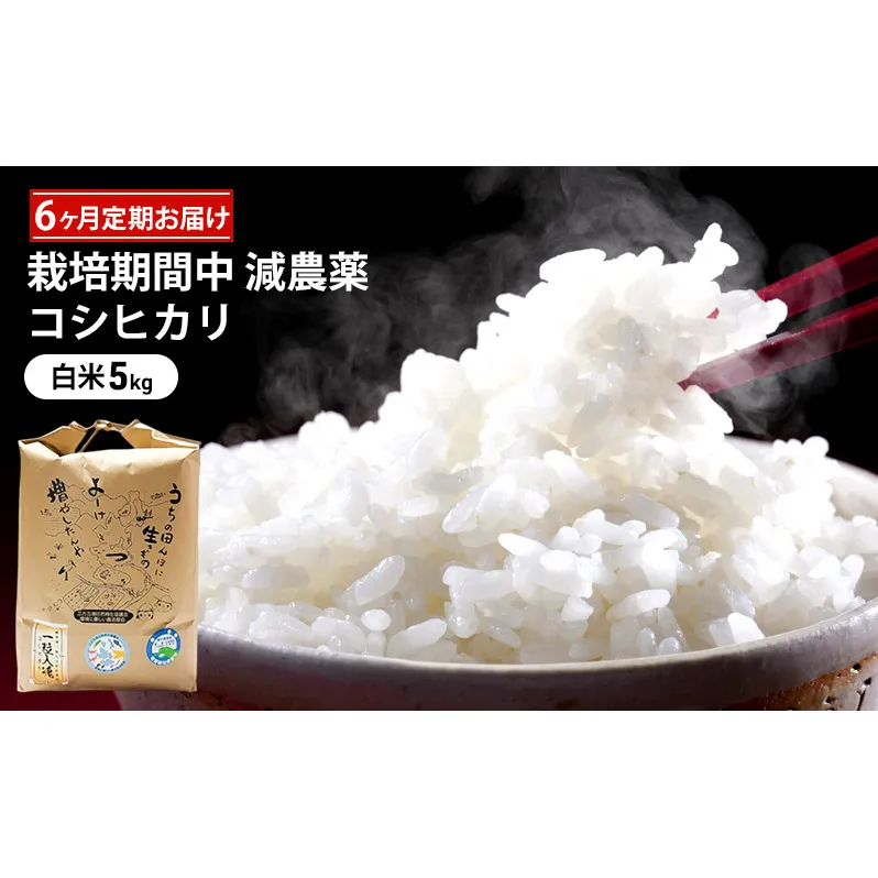 栽培期間中 減農薬コシヒカリ 白米5kg 6ヶ月定期お届け  お米ブランド米 精米 ご飯 おにぎり お弁当 和食 福井県認証特別栽培米 粘り 香り 旨み つや