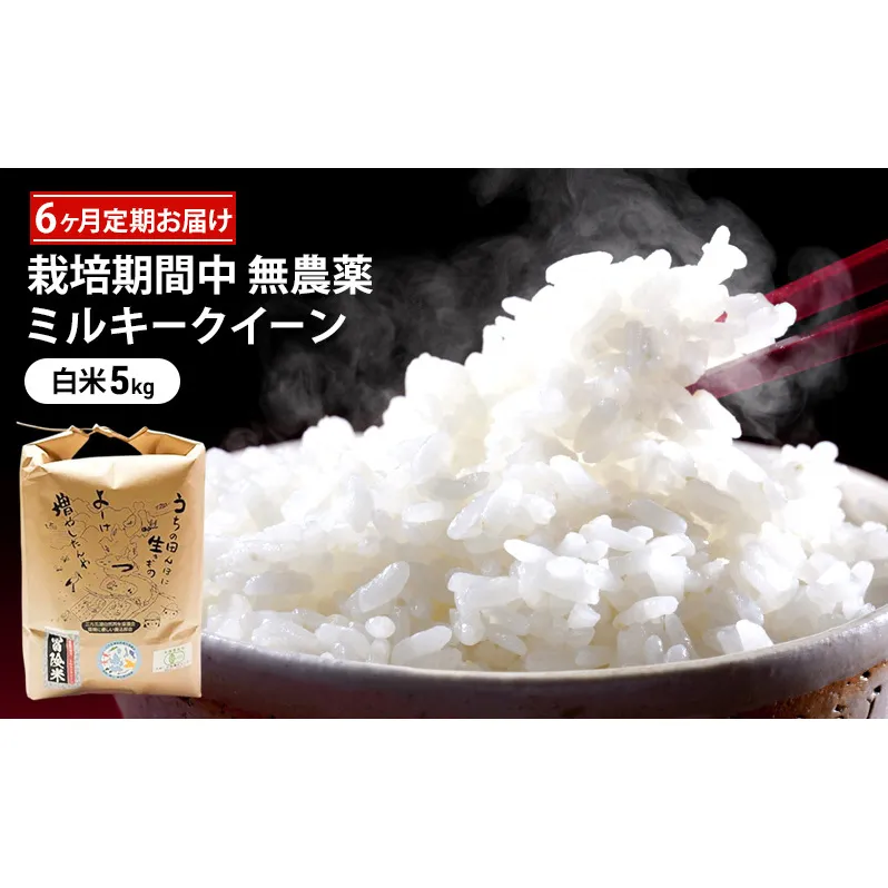 米 定期便 6ヶ月 栽培期間中 無農薬 ミルキークイーン 5kg 白米 精米 こめコメ 福井県認証特別栽培米 化学肥料化学合成農薬不使用 ブランド米 ご飯 ミルキークィーン 6回 半年 お楽しみ 福井 福井県 若狭町