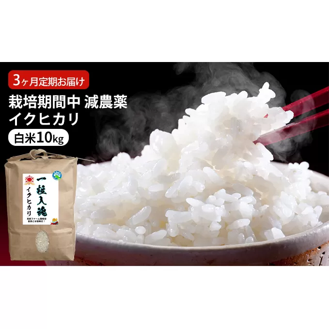 栽培期間中 減農薬イクヒカリ 白米10kg 3ヶ月定期お届け お米ブランド米 精米 ご飯 おにぎり お弁当 和食 福井県認証特別栽培米 冷めても美味しい 
