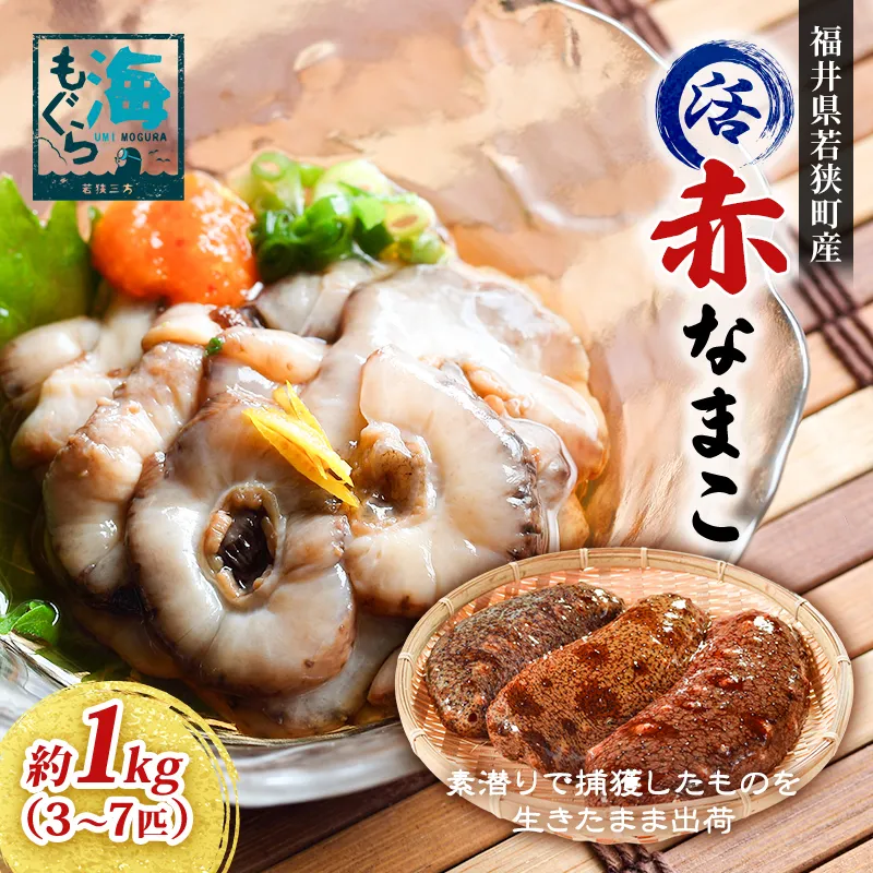 【福井県若狭町産】活 赤なまこ 約1kg（3～7匹） 海の幸 新鮮 海産物 素潜り捕獲 食材 つまみ 酒のあて 酒の肴 お酒のお供 