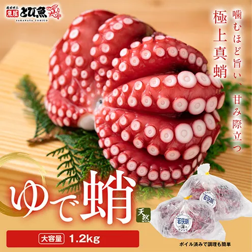茹でまだこ 福井県産 1.2Kg （2～3杯）タコ ボイル 魚介 魚介類 海鮮 国産 福井県 若狭