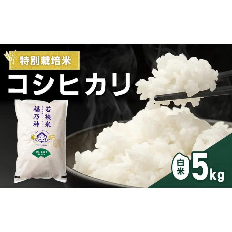 令和7年産 特別栽培米 コシヒカリ 5kg（白米） 米 お米 こしひかり 若狭町