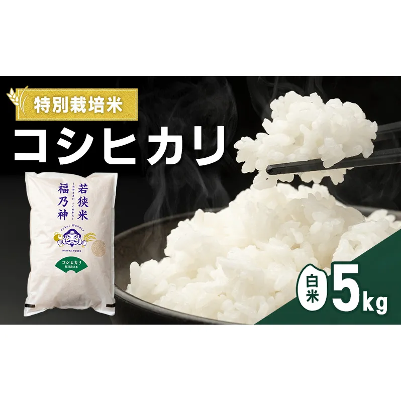 令和8年産 特別栽培米 コシヒカリ 5kg（白米） 米 お米 こしひかり 若狭町