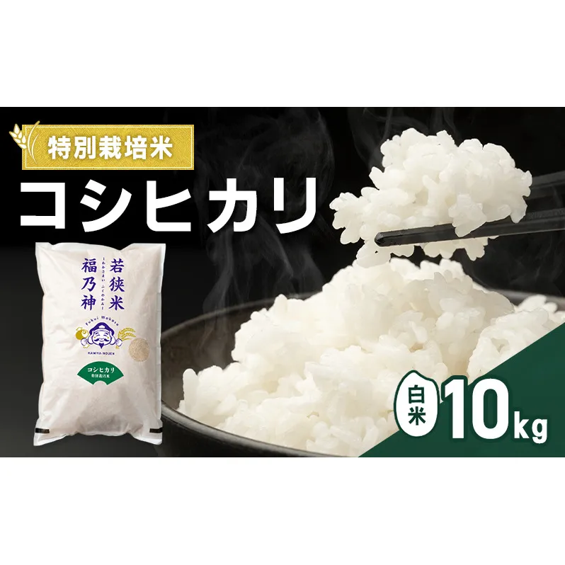 令和8年産 特別栽培米 コシヒカリ 10kg（白米） 米 お米 こしひかり 若狭町