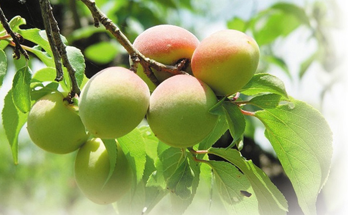 福井県産紅映梅 約2kg 梅干し用 予約販売受付 6月下旬頃発送