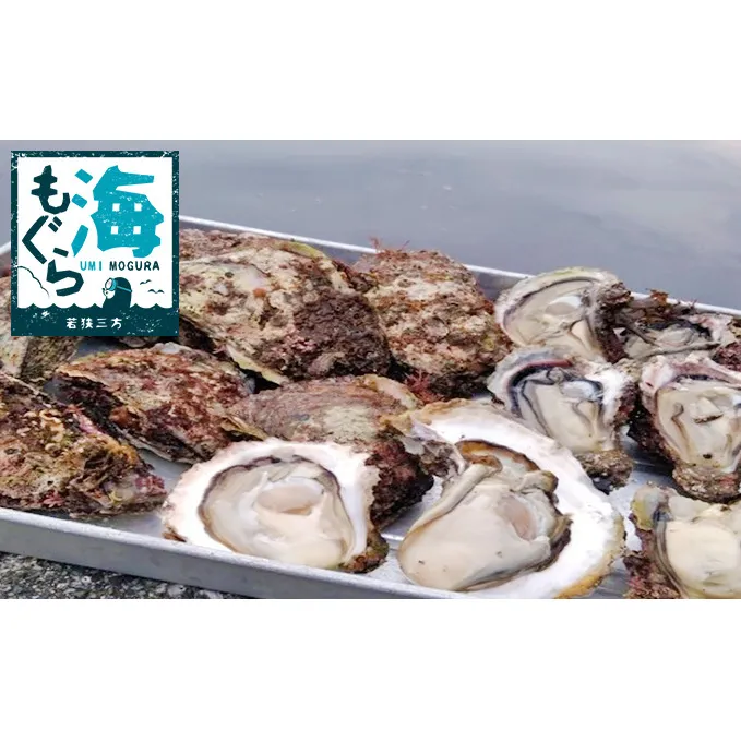 天然 岩ガキ 15個 セット 詰め合わせ 若狭湾産 カキ 牡蠣 貝 貝類 魚介 魚介類 海鮮 海鮮セット 新鮮 福井 福井県 若狭町