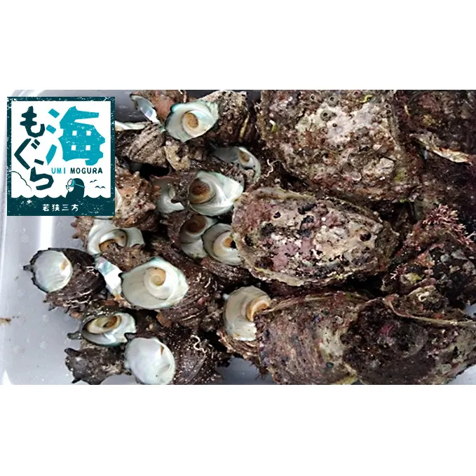 天然 岩ガキ 活さざえ セット 詰め合わせ 若狭湾産 カキ 牡蠣 活 さざえ サザエ 貝 貝類 魚介 魚介類 海鮮 海鮮セット 新鮮 福井 福井県 若狭町