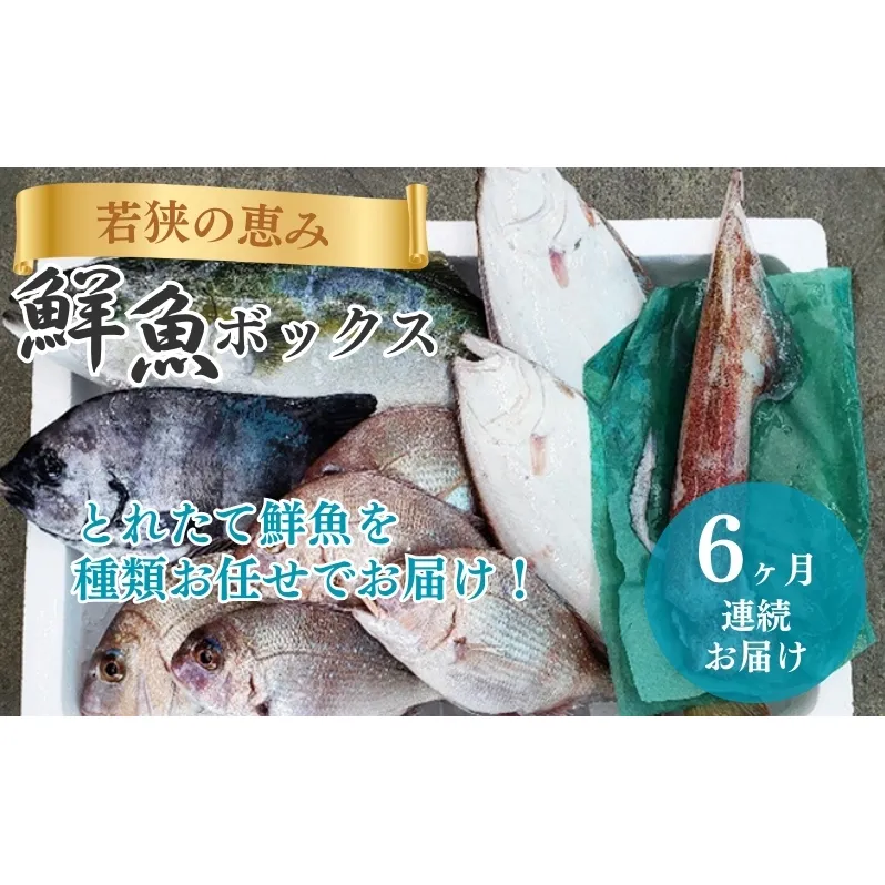 鮮魚セット 定期便 6ヶ月 若狭の恵み 鮮魚ボックス 種類はお任せ 魚 お魚 セット 詰め合わせ 魚介 魚介類 海鮮 海鮮セット 6回 半年 お楽しみ 福井 福井県 若狭町
